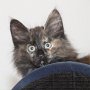 Urkana, 11 weeks