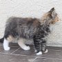 Umya, 12 weeks
