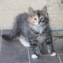 Umya, 12 weeks