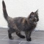 Urkana, 12 weeks