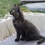 Urkana, 12 weeks