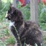 Uccella, 12 weeks