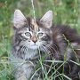 Uxane, 12 weeks