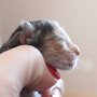 Umya, 1 day