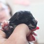 Uccella, 1 day