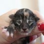 Uxane, 1 day