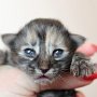 Ulyne, 1 day