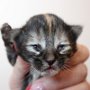 Uria, 1 day