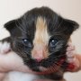 Uccella, 1 day