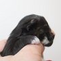 Uccella, 1 day