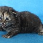 Ulyne, 3 weeks