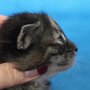 Ulyne, 3 weeks