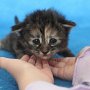 Ulyne, 3 weeks