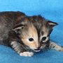 Umya, 3 weeks