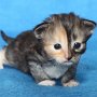 Umya, 3 weeks