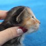 Umya, 3 weeks