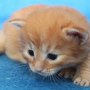 Uno, 3 weeks
