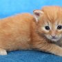 Uno, 3 weeks
