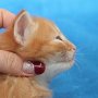 Uno, 3 weeks