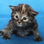 Uria, 3 weeks