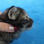 Uria, 3 weeks