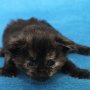 Urkana, 3 weeks