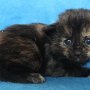 Urkana, 3 weeks