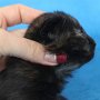 Urkana, 3 weeks