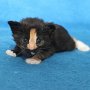 Uccella, 3 weeks