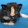 Uccella, 3 weeks