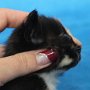 Uccella, 3 weeks