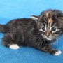 Uxane, 3 weeks