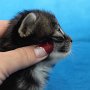Uxane, 3 weeks