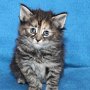 Ulyne, 5 weeks
