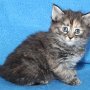 Ulyne, 5 weeks