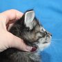 Ulyne, 5 weeks