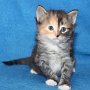 Umya, 5 weeks