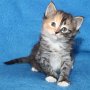 Umya, 5 weeks