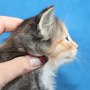 Umya, 5 weeks
