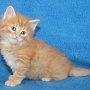 Uno, 5 weeks
