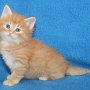 Uno, 5 weeks