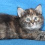Uria, 5 weeks