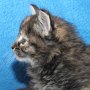 Uria, 5 weeks
