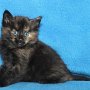 Urkana, 5 weeks