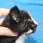 Uccella, 5 weeks