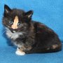 Uccella, 5 weeks