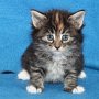 Uxane, 5 weeks