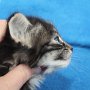 Uxane, 5 weeks