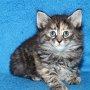 Ulyne, 6 weeks