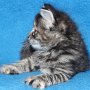 Ulyne, 6 weeks